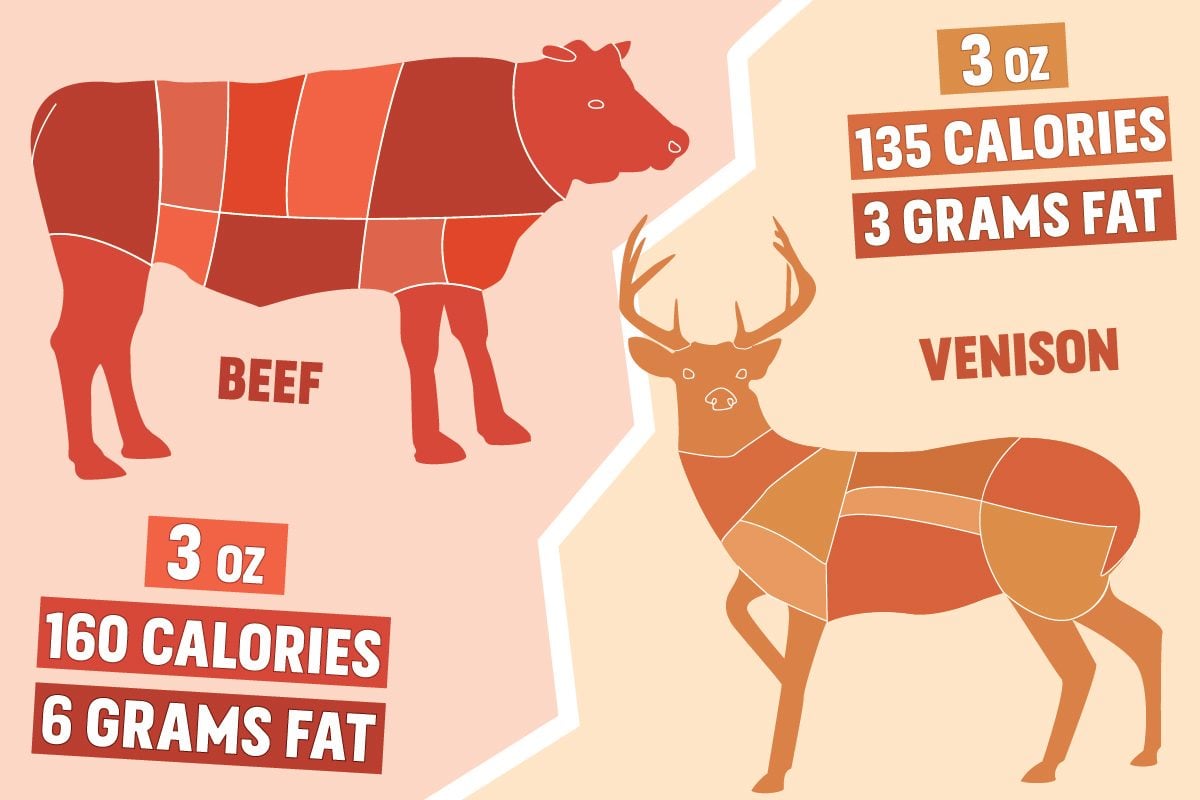 illustration of cow and deer 