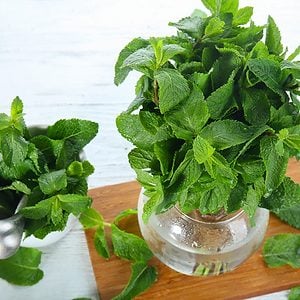 Composition with fresh mint on light wooden table