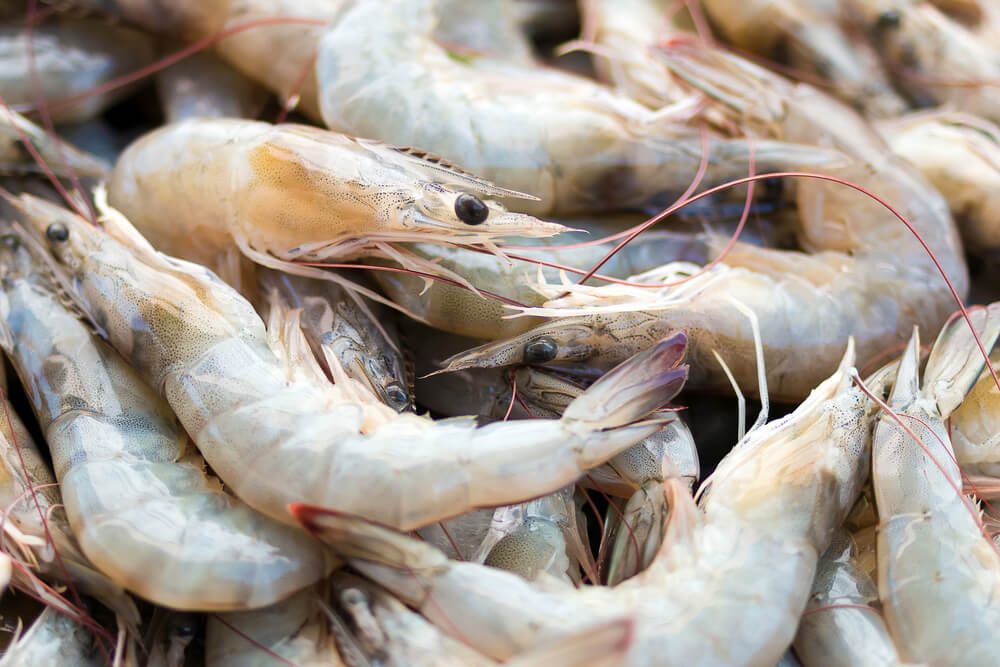 Litopenaeus vannamei, Pacific white Shrimp, White Leg shrimp