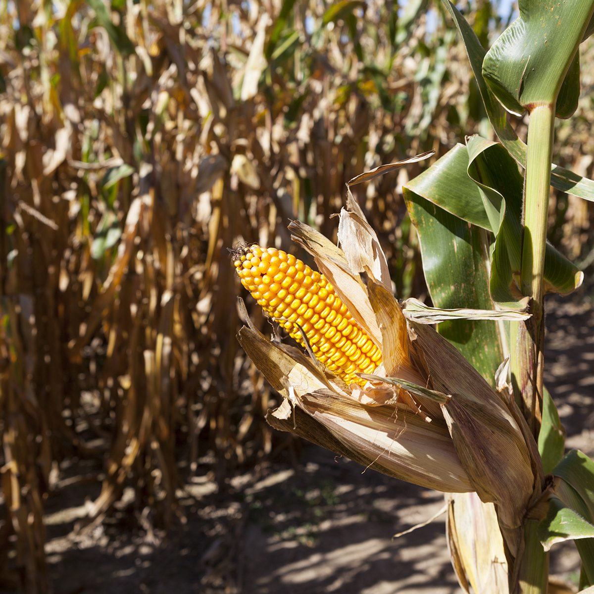 Corn Field