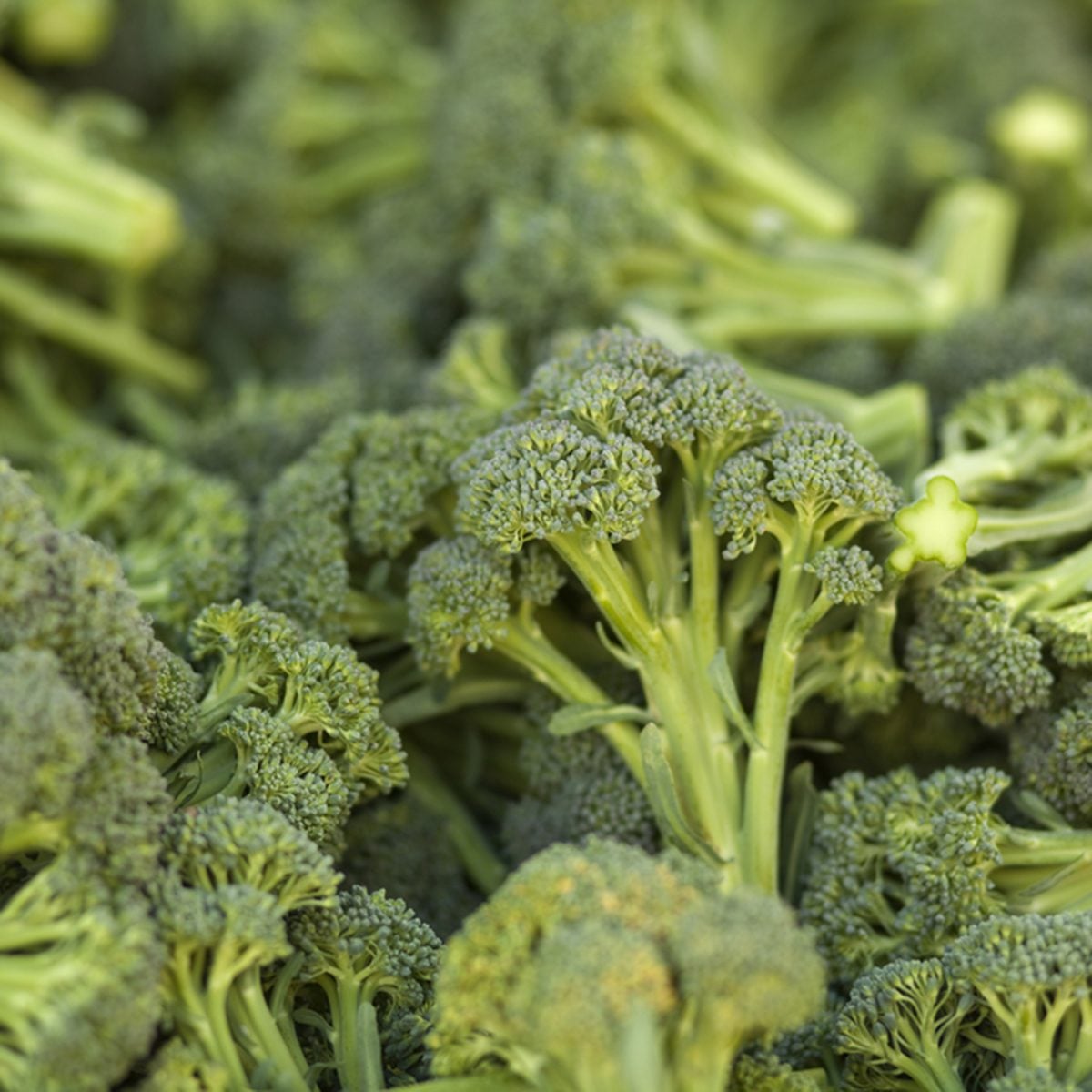 A pile of broccoli stalks at a market.