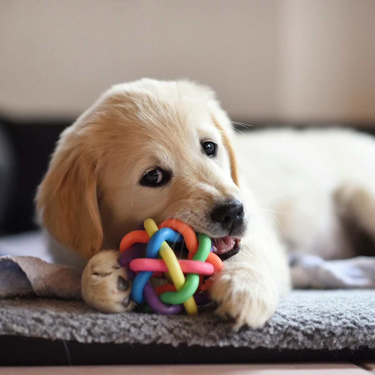 Golden retriever dog puppy playing with toy while lying on den