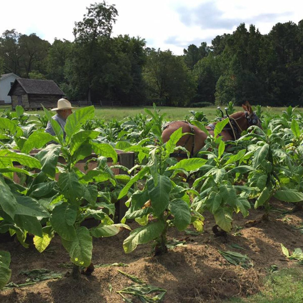 duke homestead farm tour north carolina