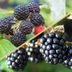 You Never Realized the Difference Between These Two Fruits