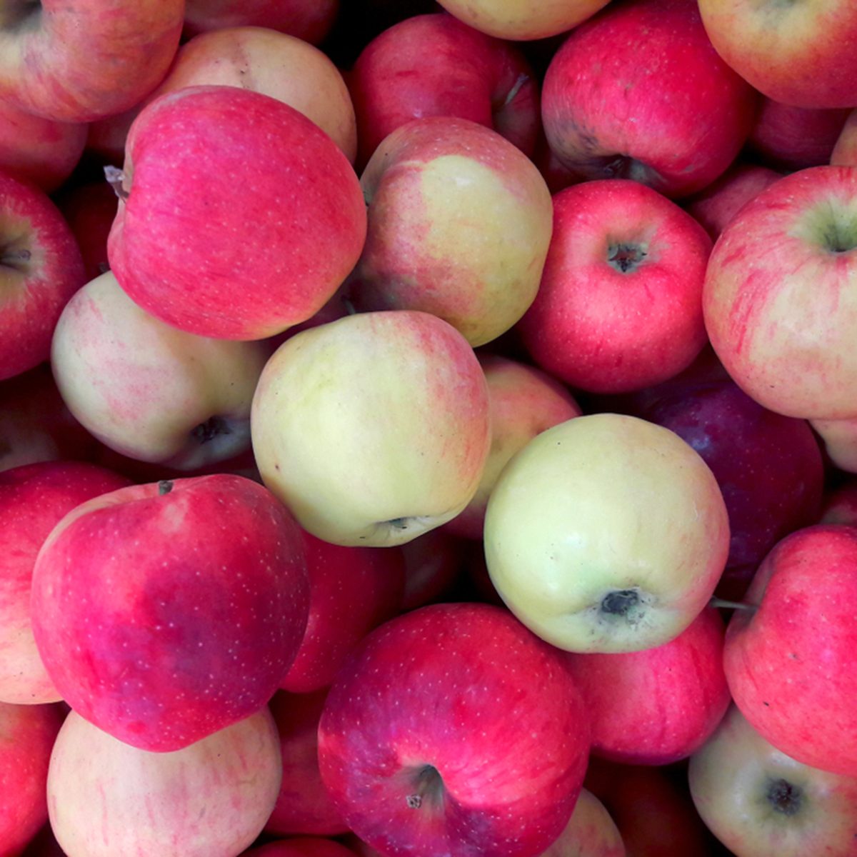 Many red apples