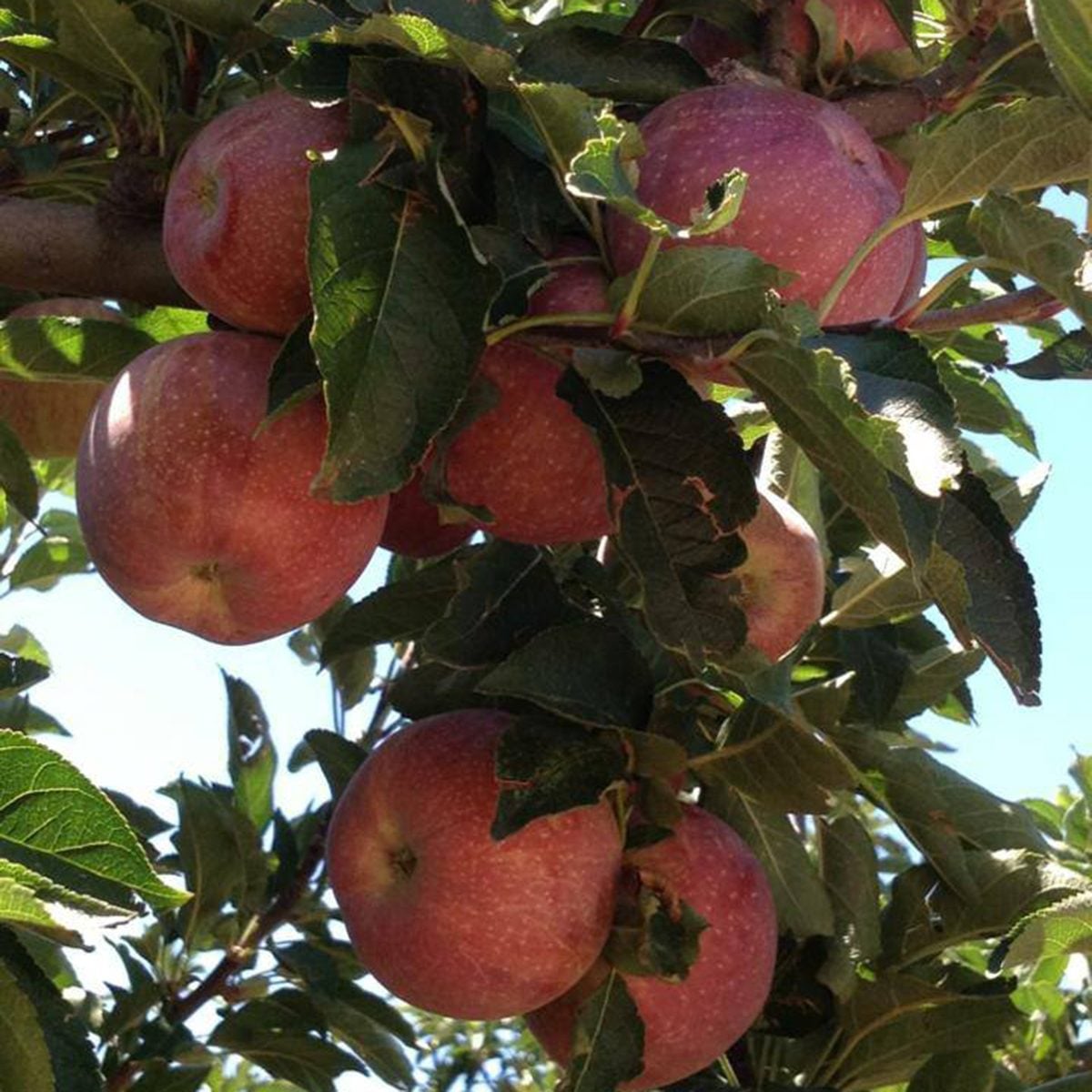 Apple Annie