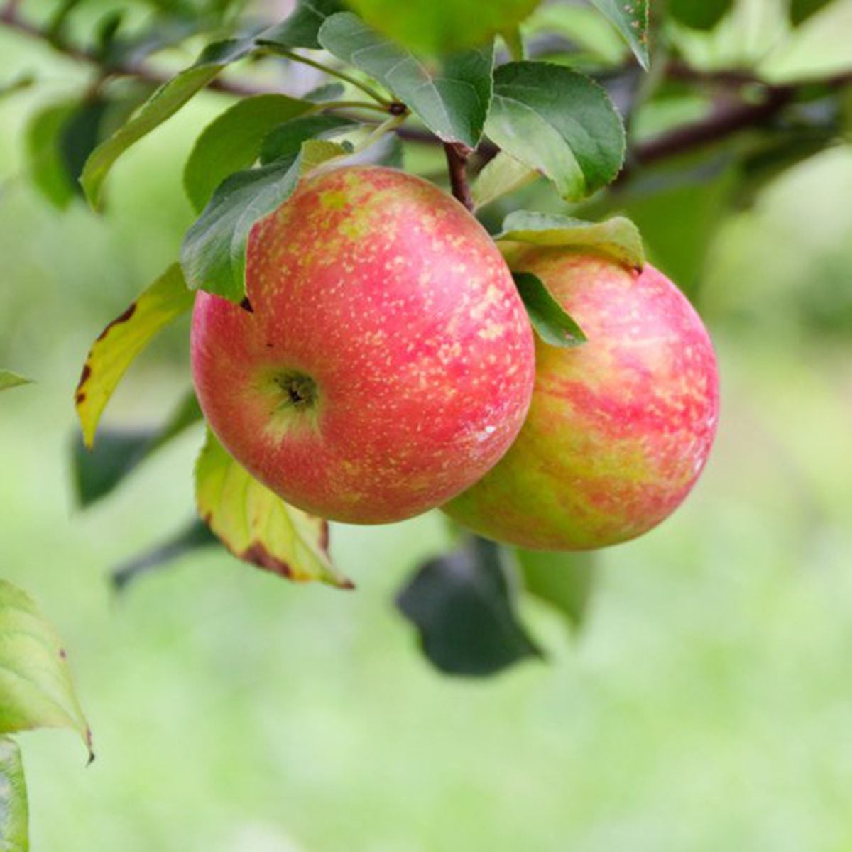 Crow Mountain Orchard, Fackler