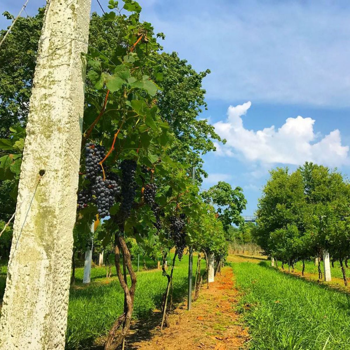 Nassau vineyard