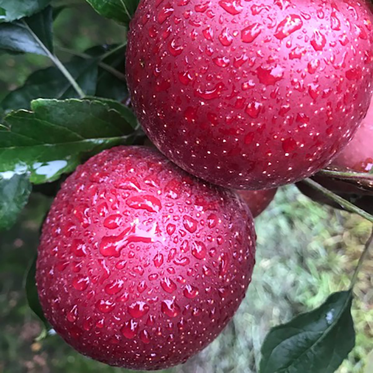 Flash Gala apple