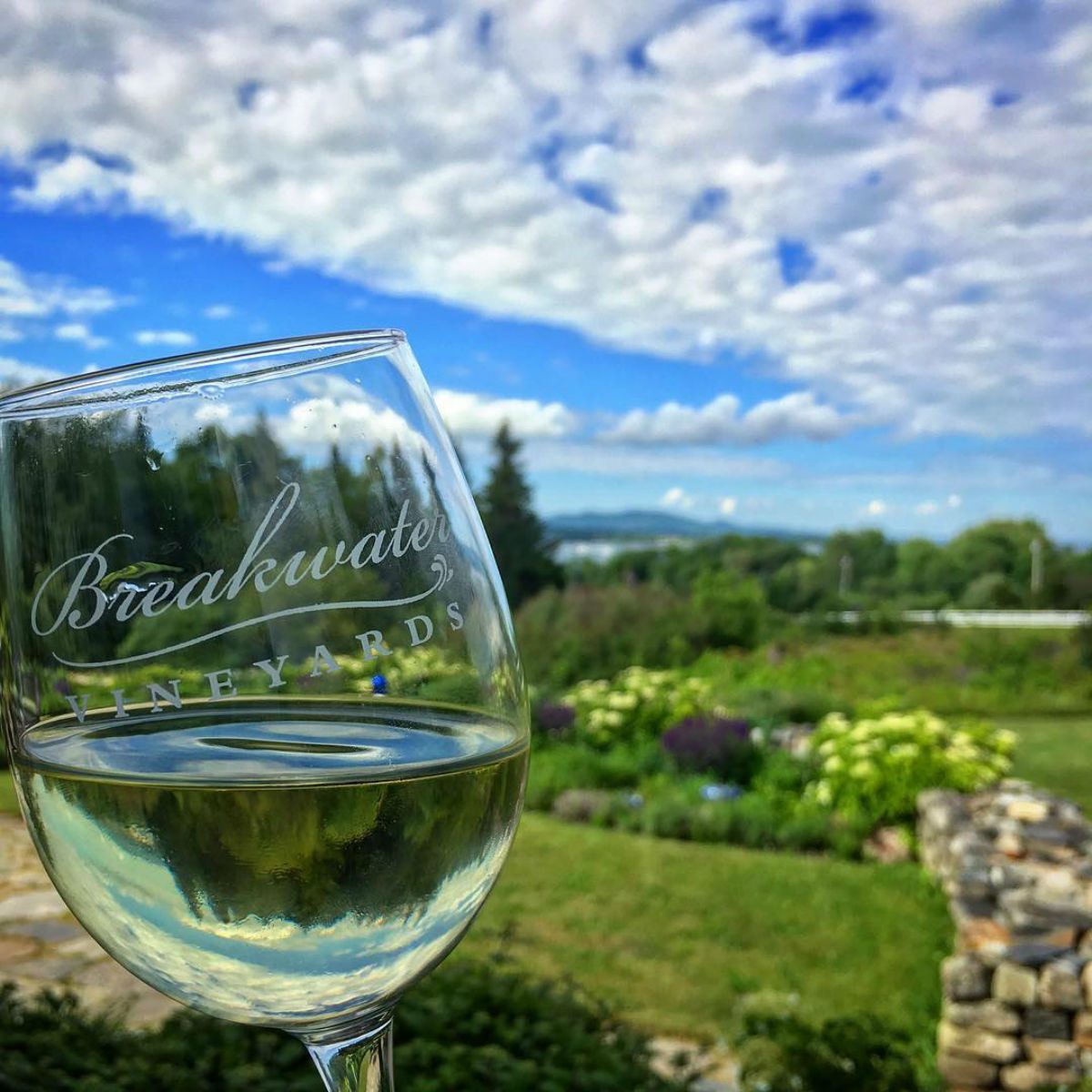 Breakwater Vineyard