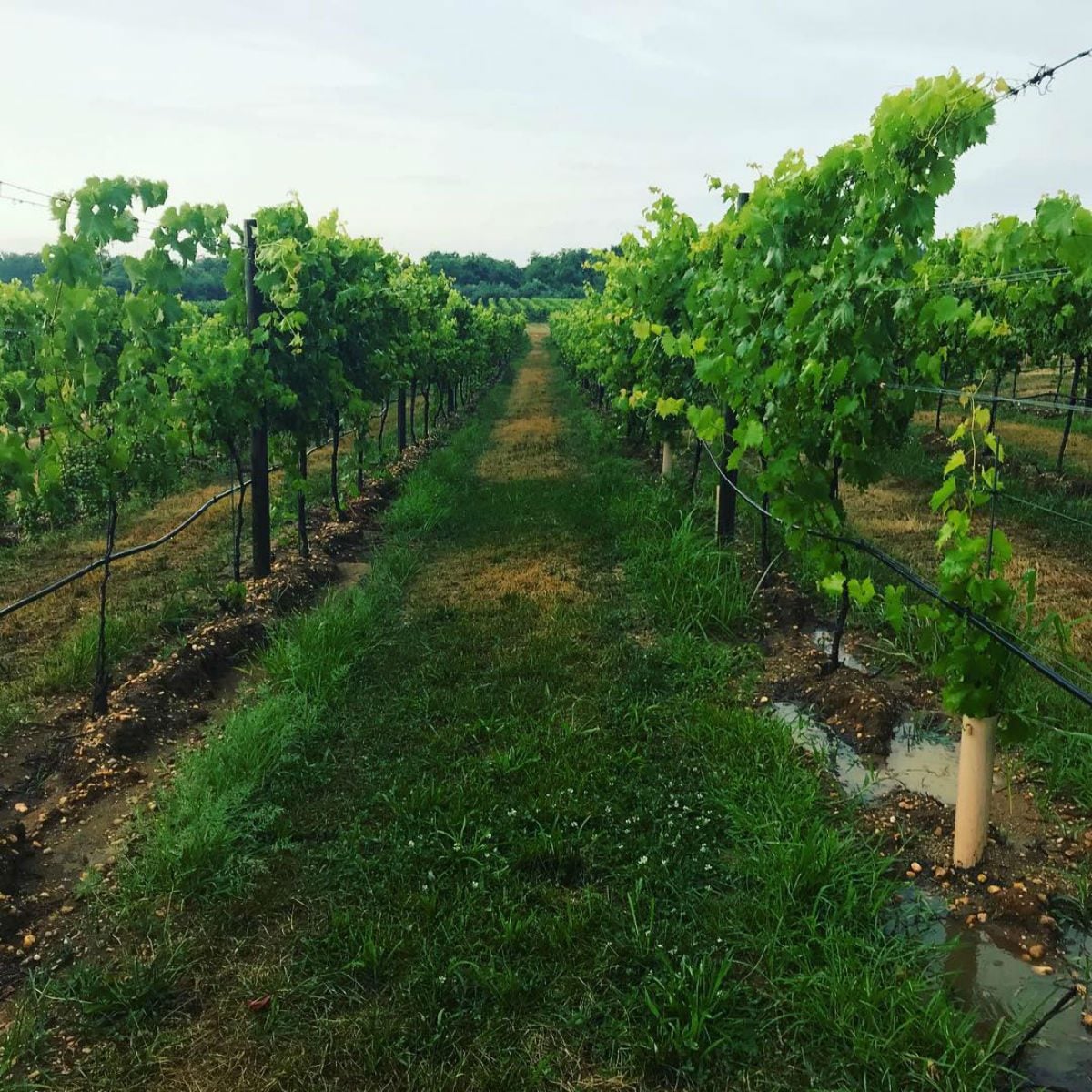 Sharrott Winery