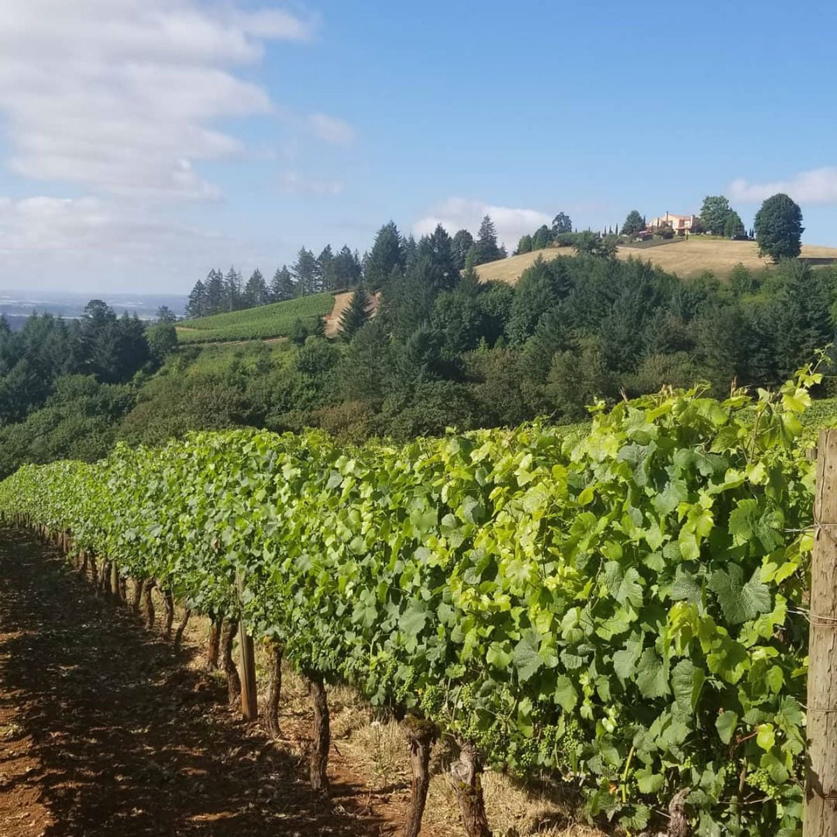 Domaine Serene Winery