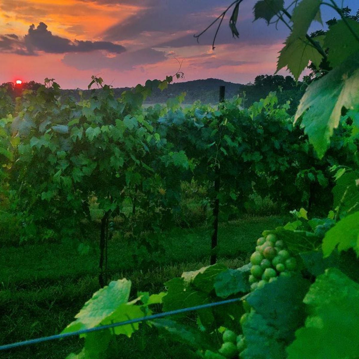 Arrington Vineyards