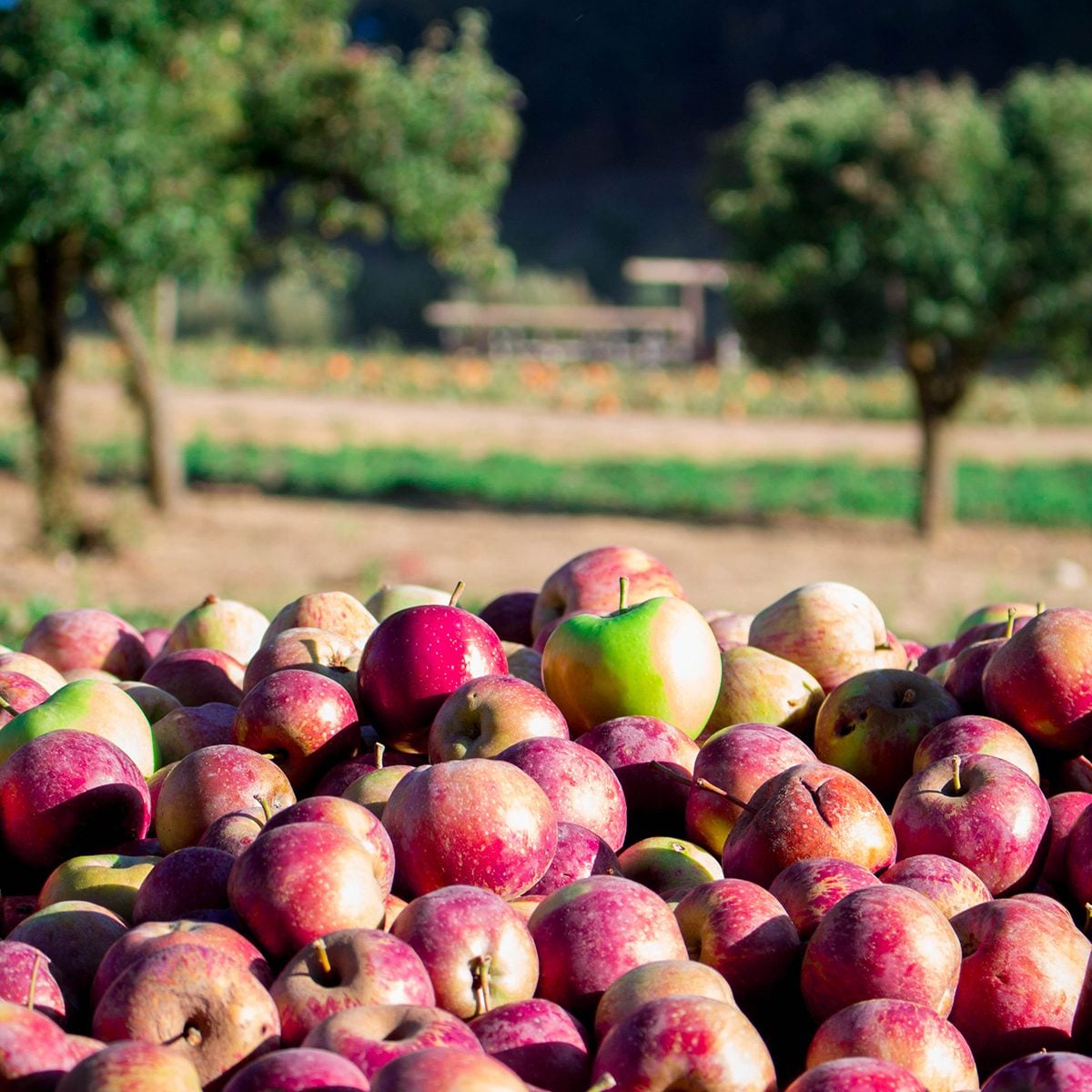 Apples at Riley