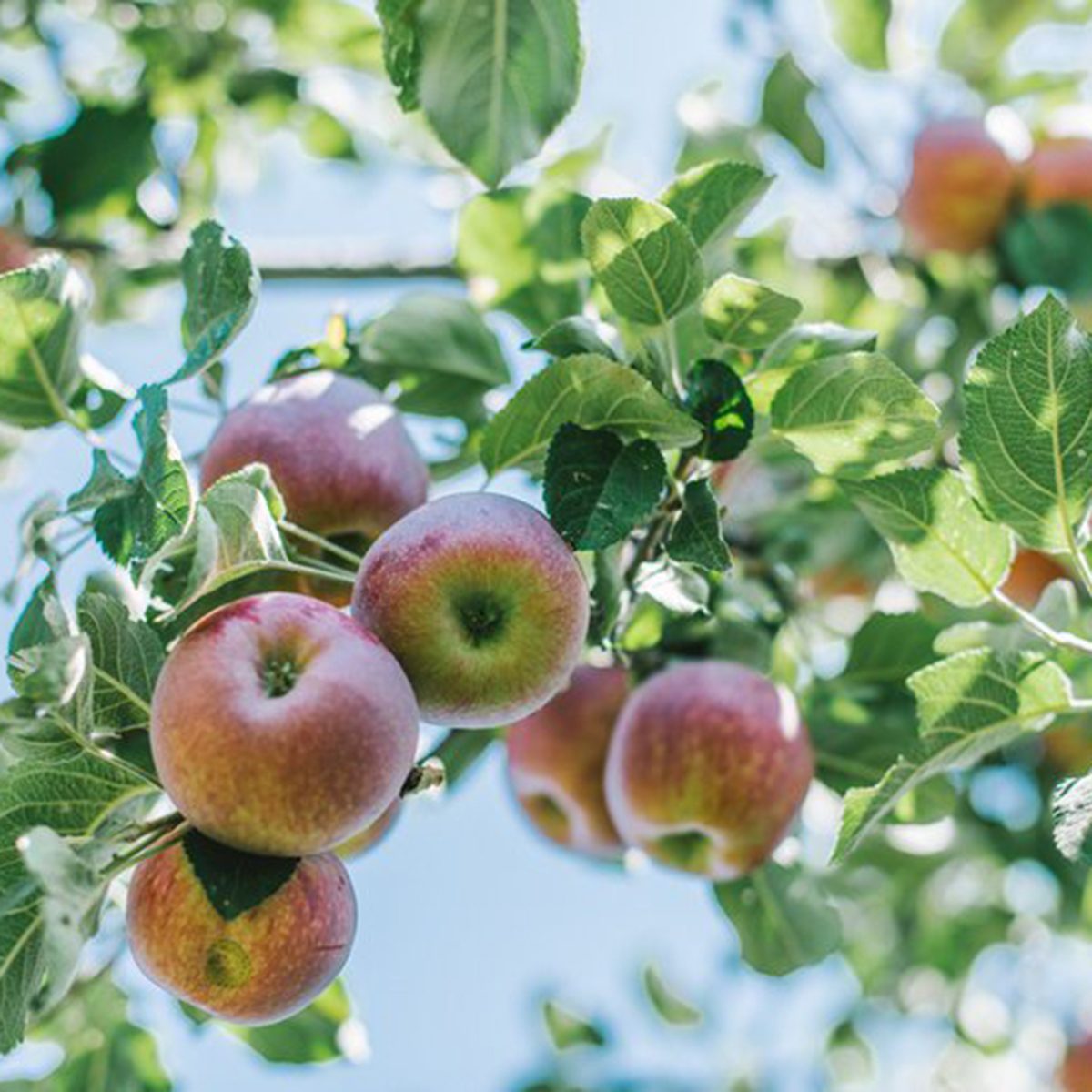 YA YA Farm & Orchard