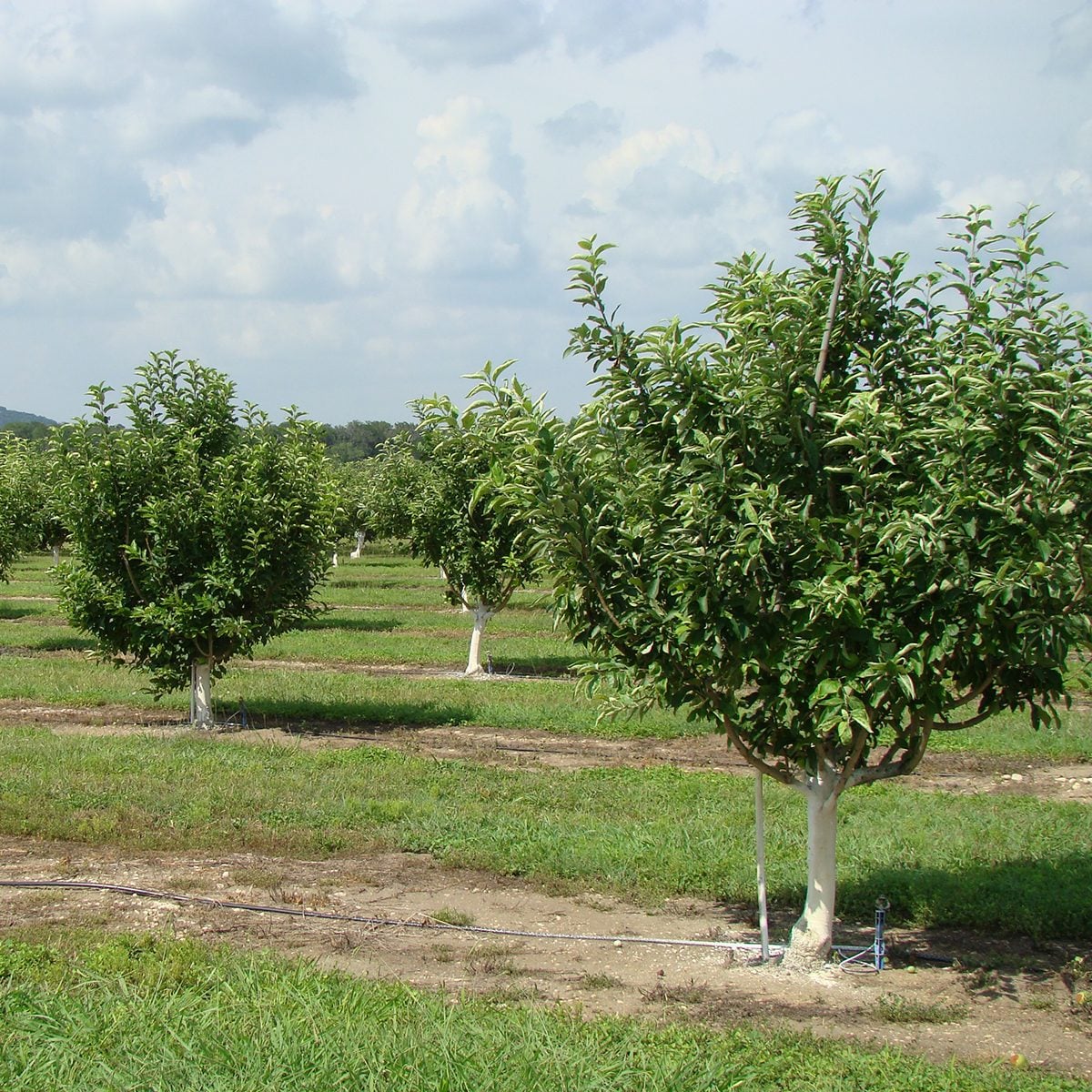 Love Creek Orchards