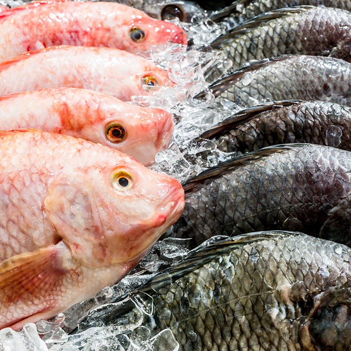 Fresh fish in the market