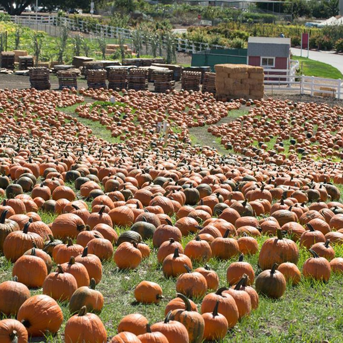 Cal Poly Pomona Pumpkin Patch