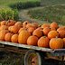 The Best Pumpkin Patch in Every State