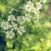 What Is Anise and How Do I Bake With It?