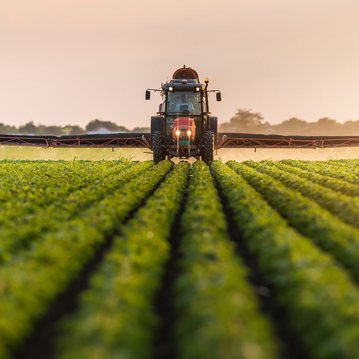 Tractor spraying pesticides on soybean field with sprayer at spring
