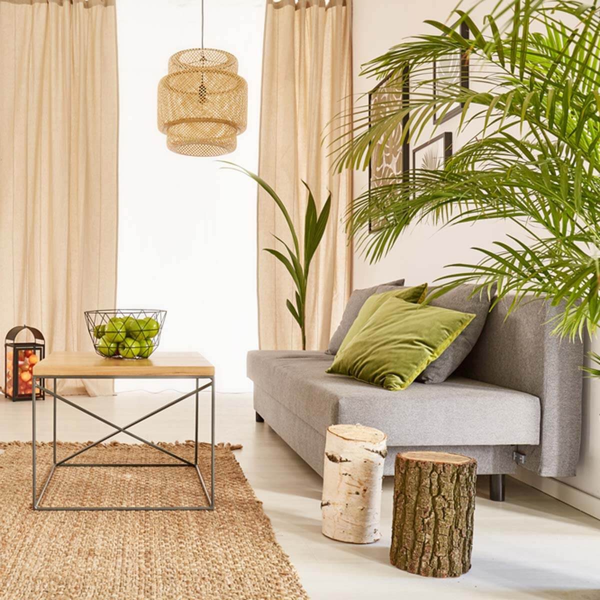 Indoor plants