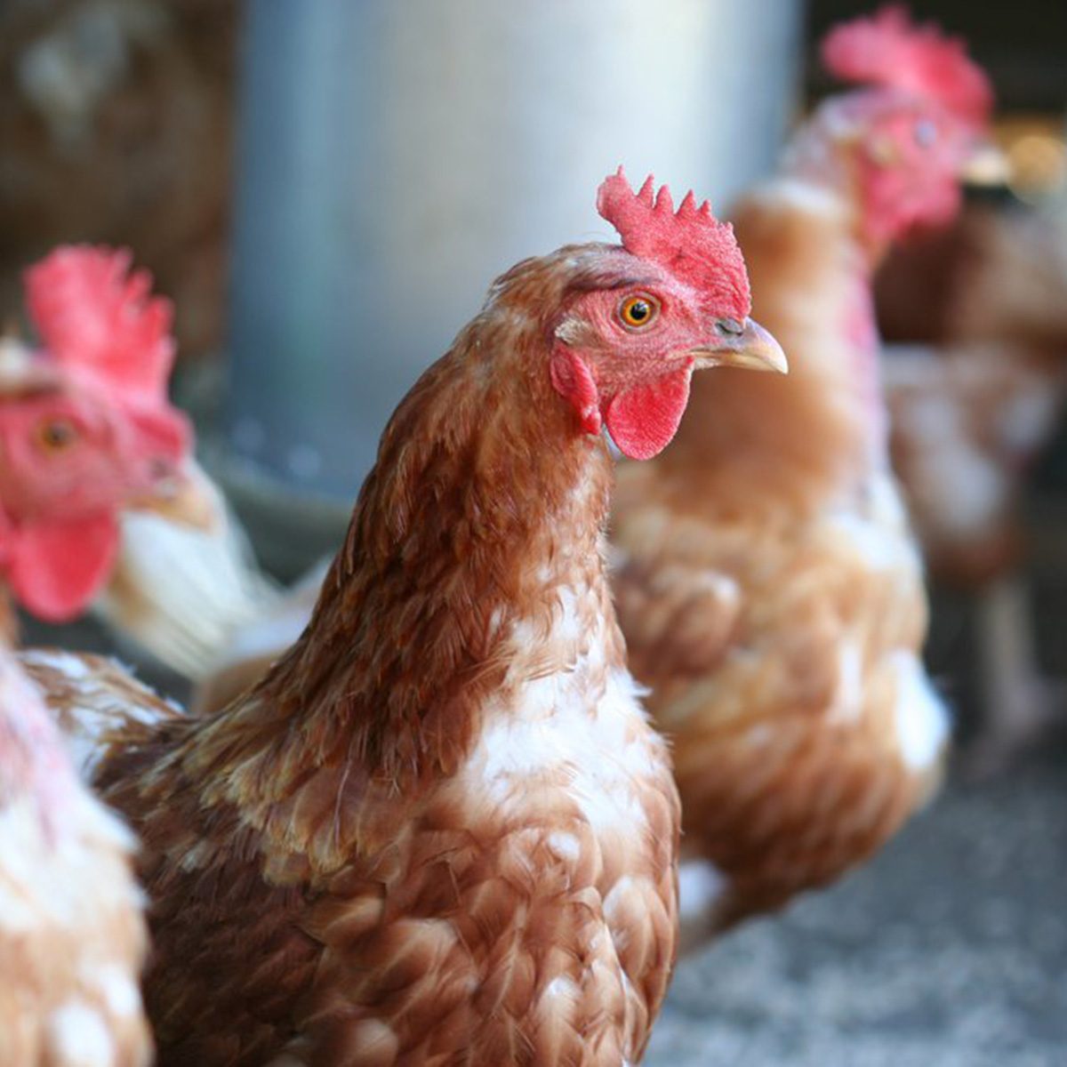 Chickens