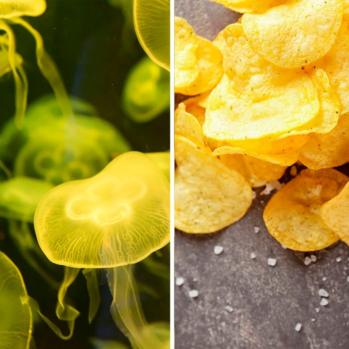 Jellyfish and chips