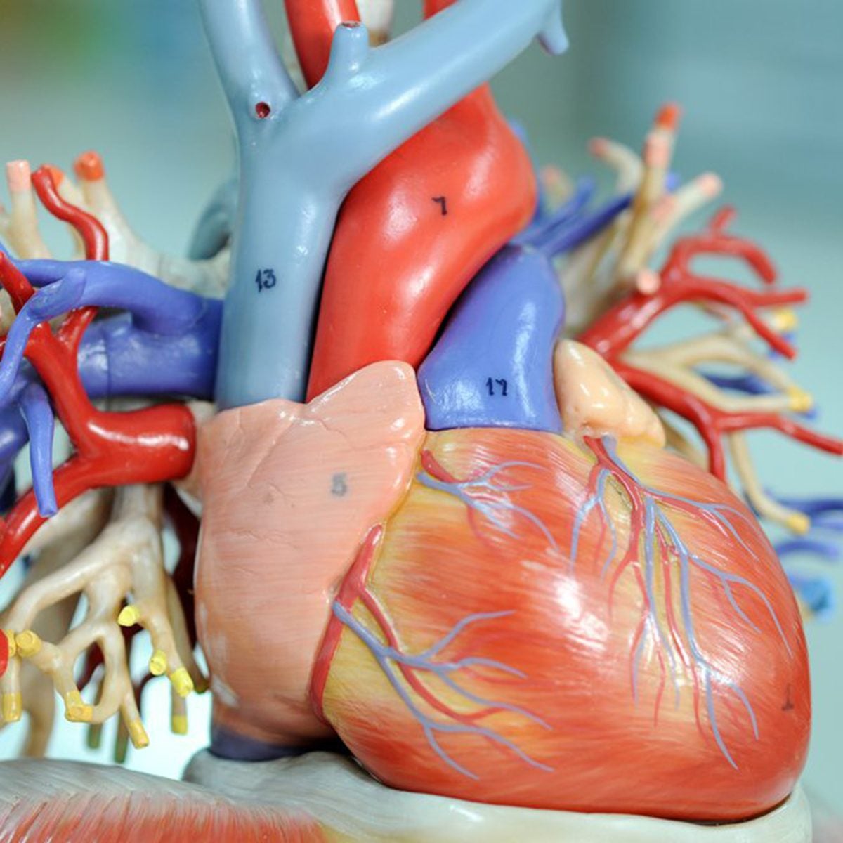 Heart model