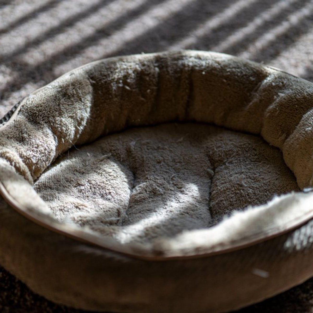 Dog bed