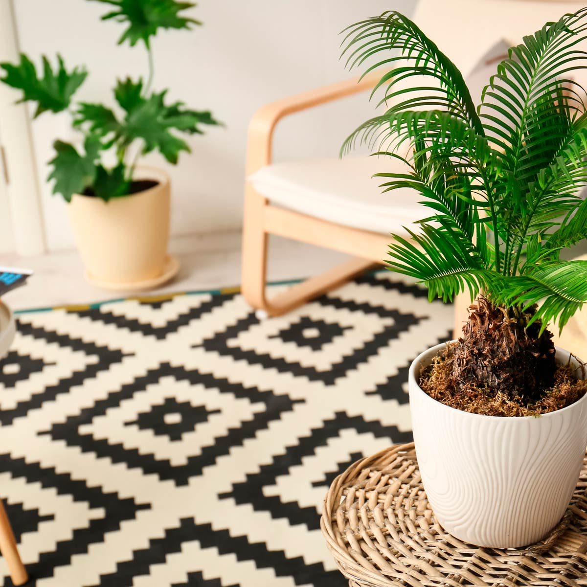Two plants
