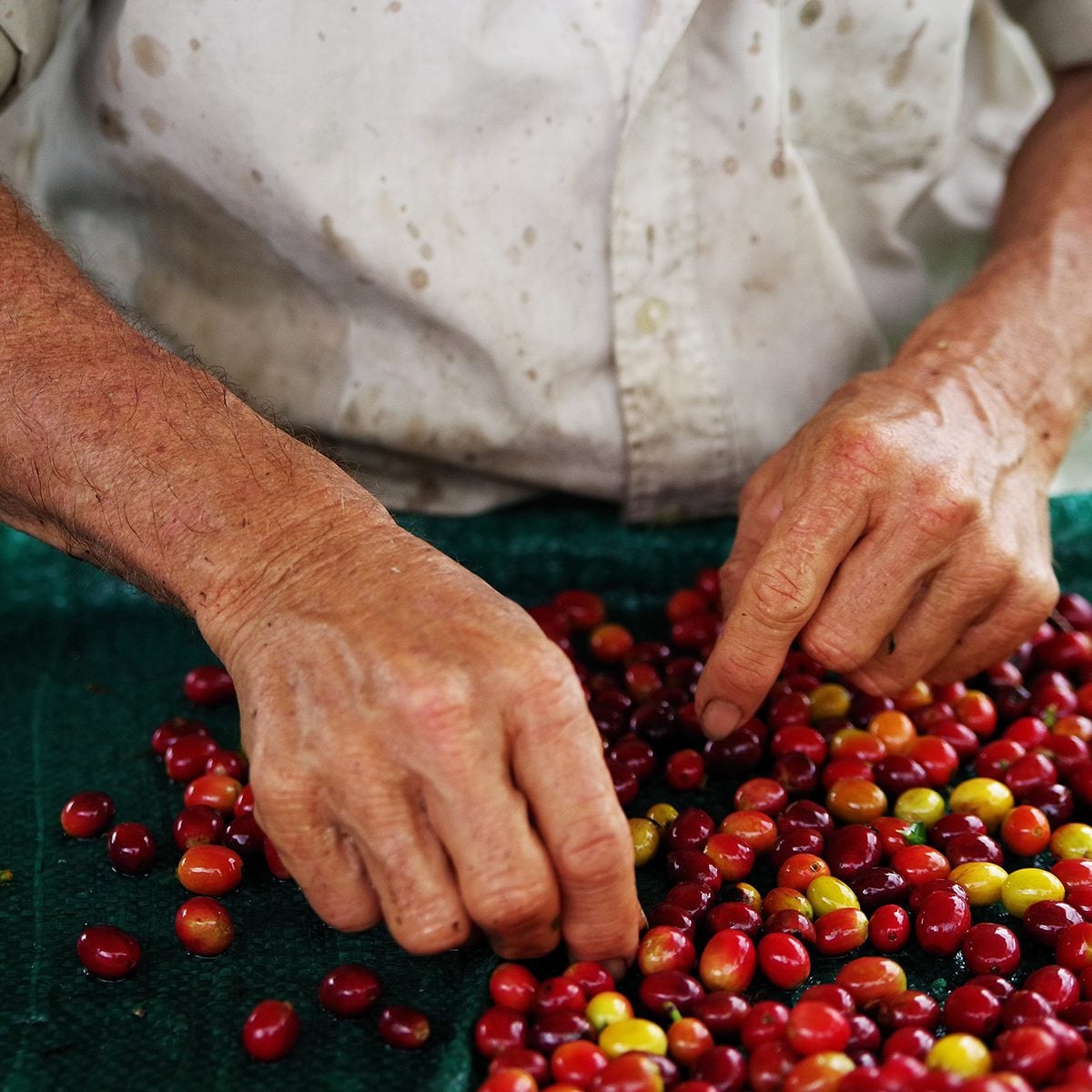 Raw coffee beans;