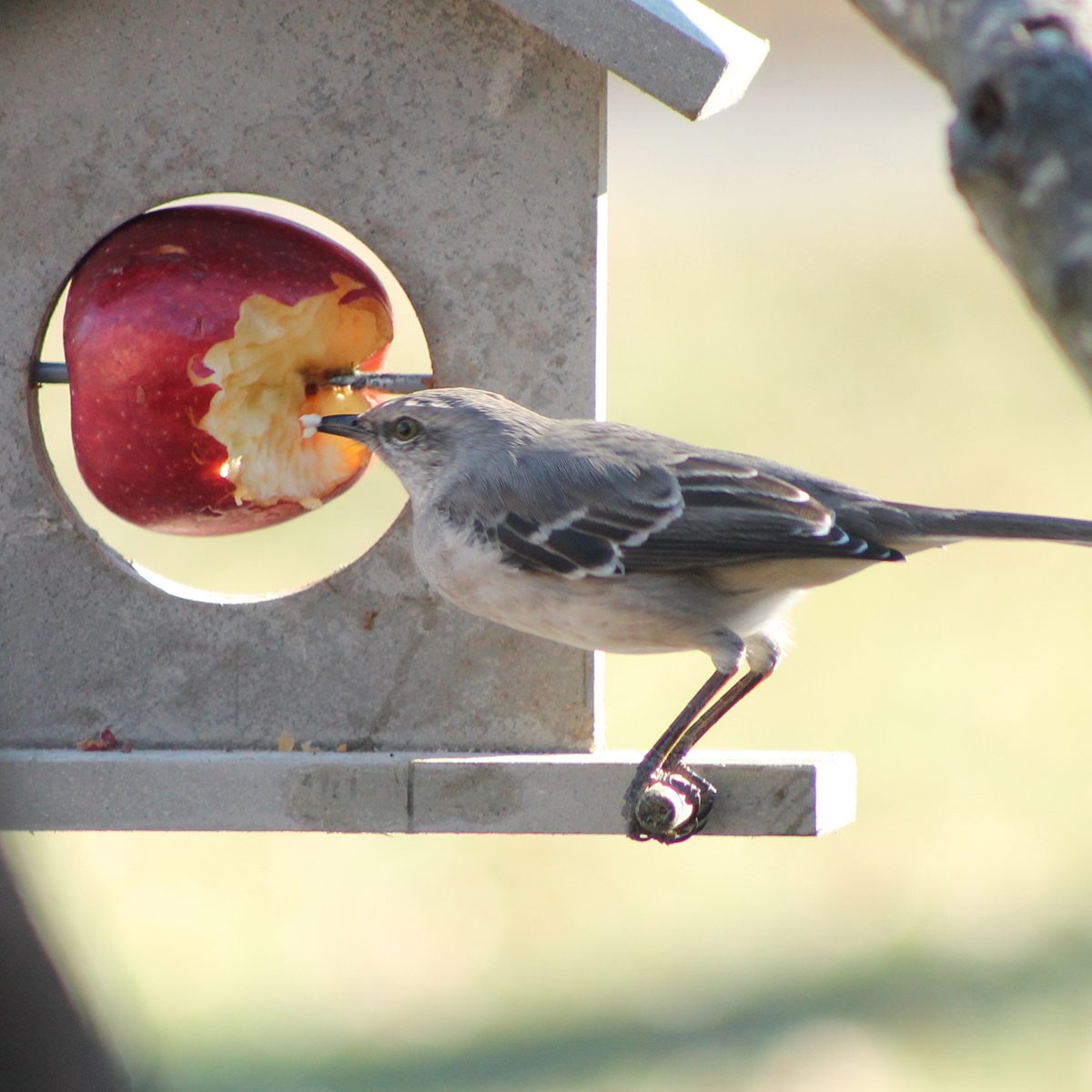 birds