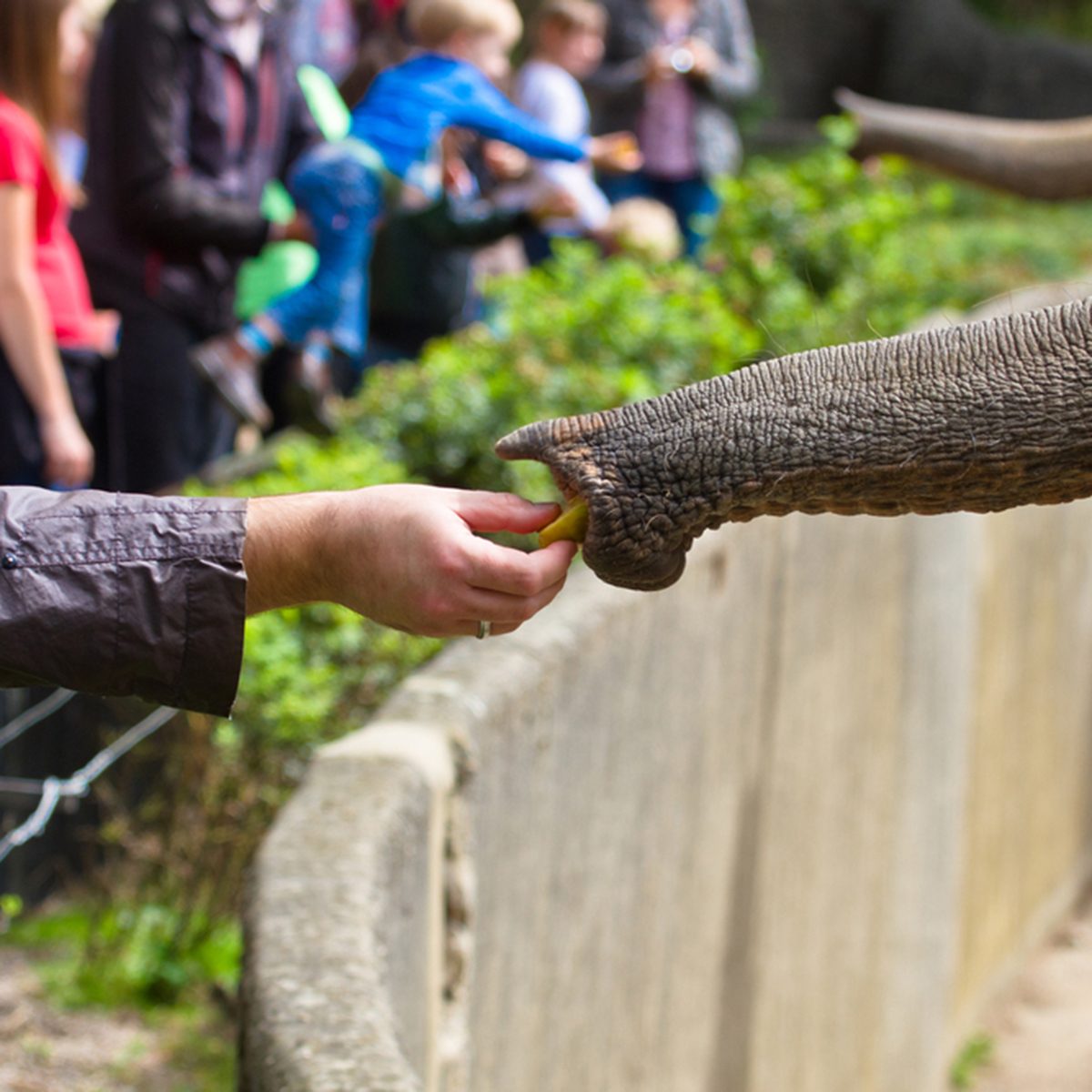 Elephant