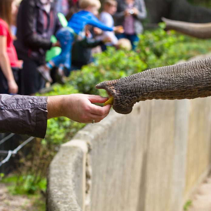 Elephant
