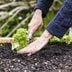 10+ Tips to Help You Grow a Great Raised Bed Garden