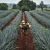 What Is Tequila Made From?