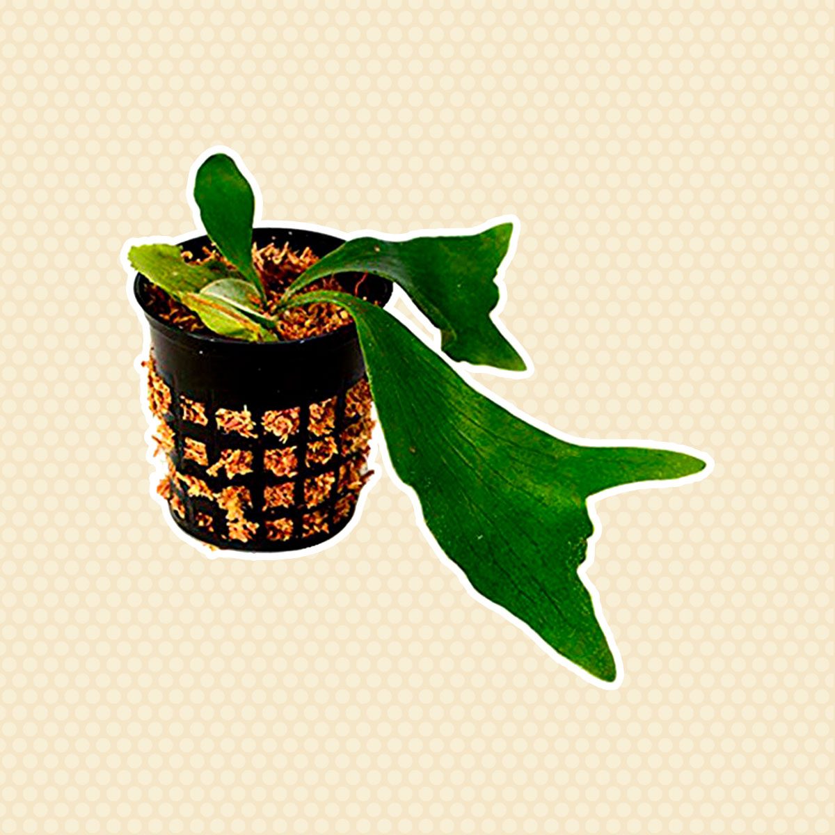 Staghorn fern