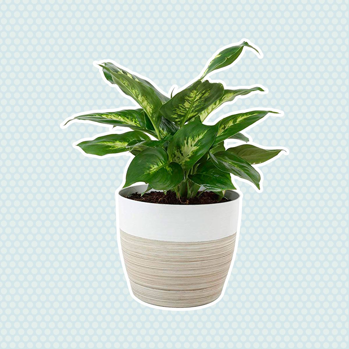 Dumb cane