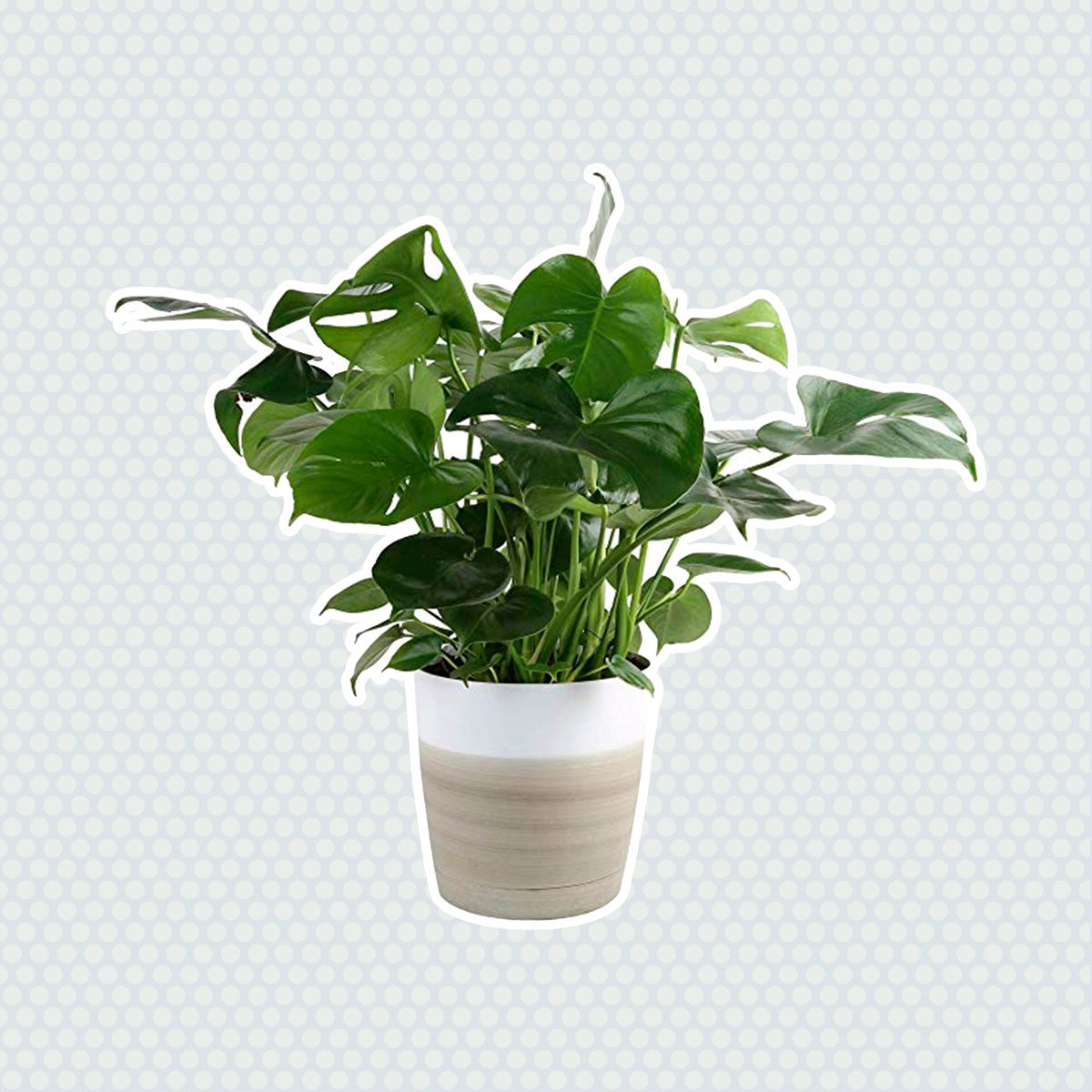 Monstera plant