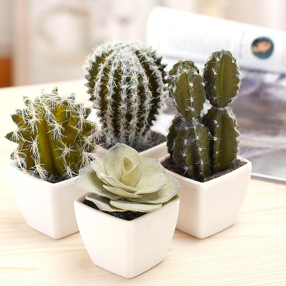 Cactus