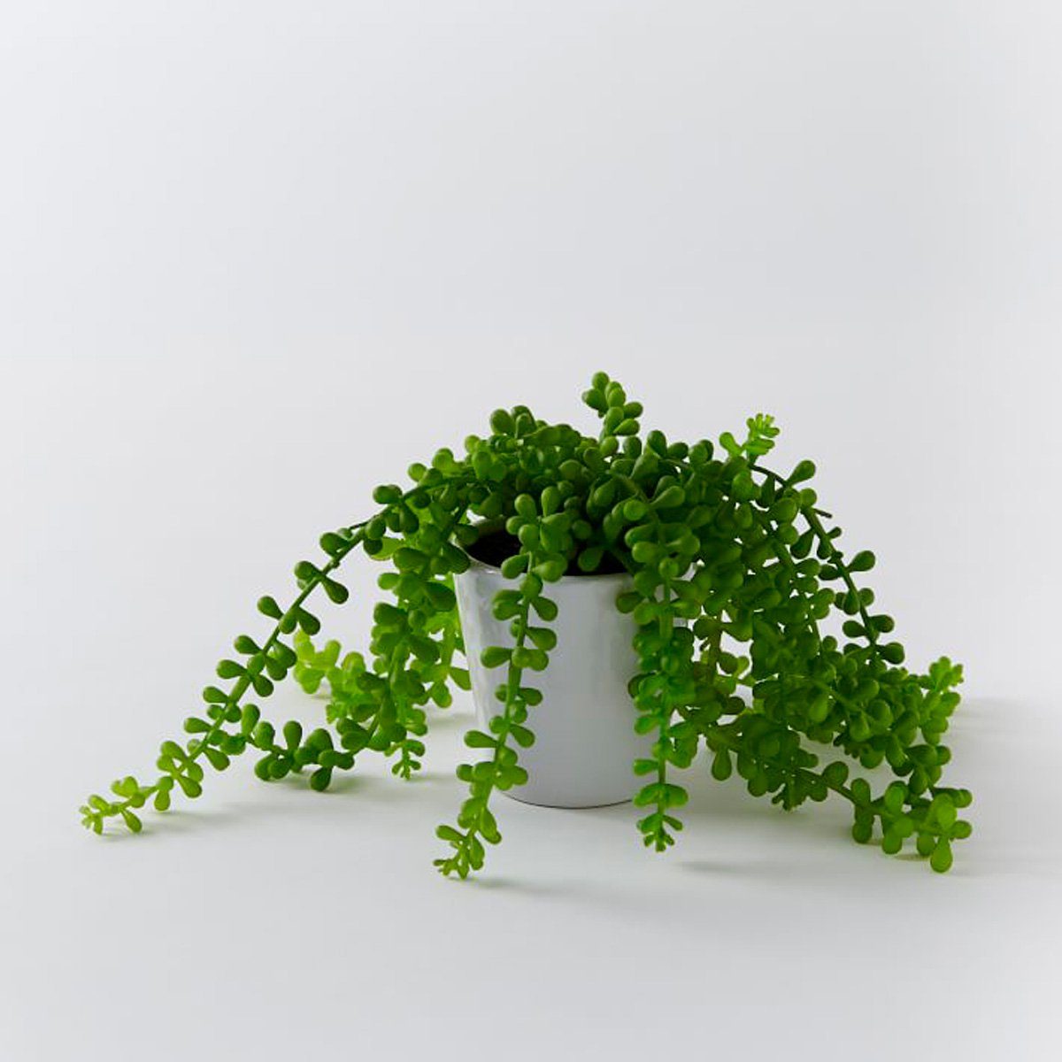 Succulent
