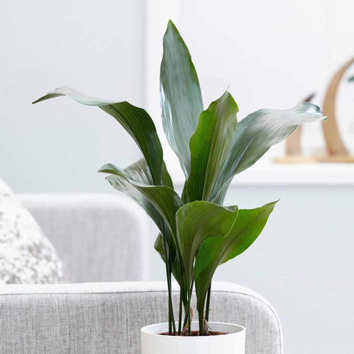 low light houseplants Cast Iron Plant Pet Friendly Live 6 Pot