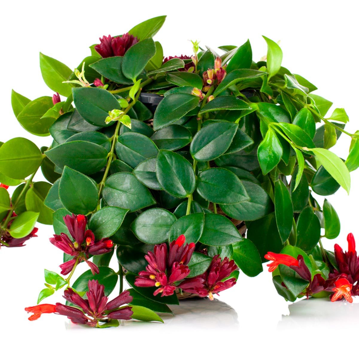leaves