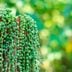 16 Types of Succulents to Keep as Houseplants