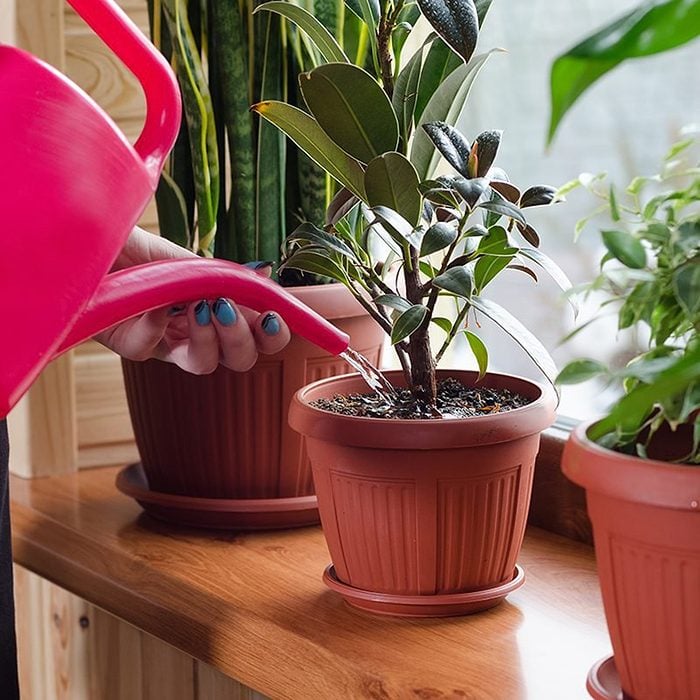 low light houseplants Watering Houseplants Shutterstock 583764094