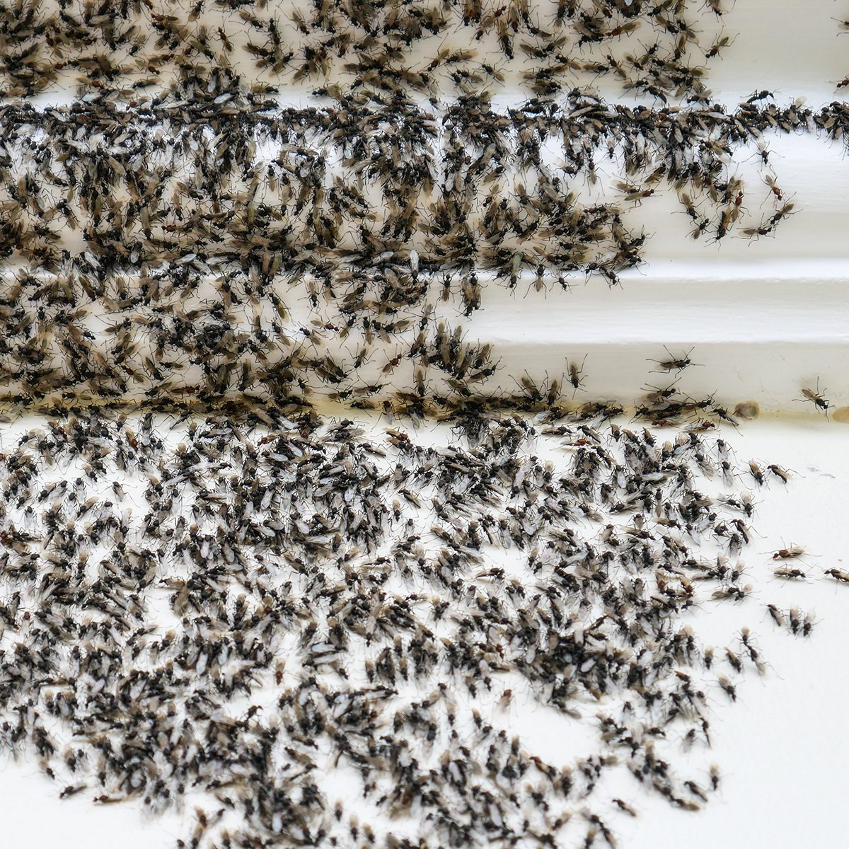 Ants attack