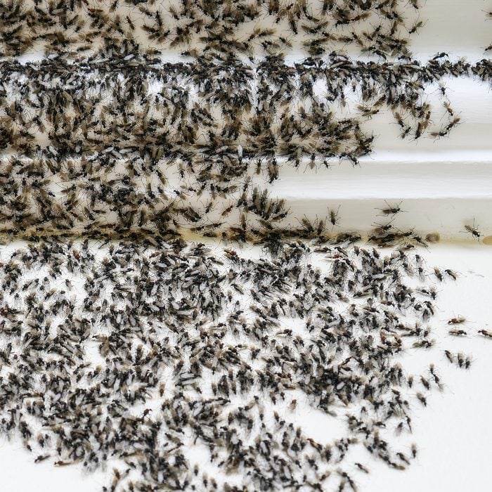 Ants attack