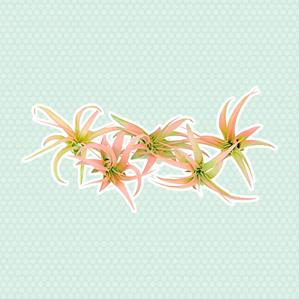 Air plant