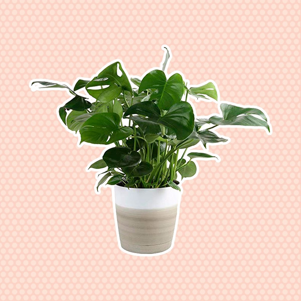 Monstera plant